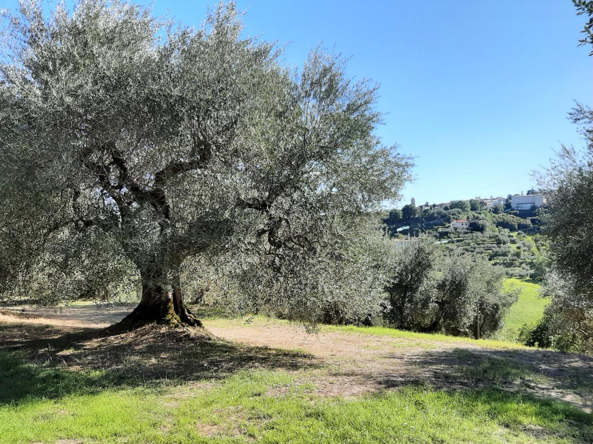 Montebello Degli Olivi К'юзі Екстер'єр фото